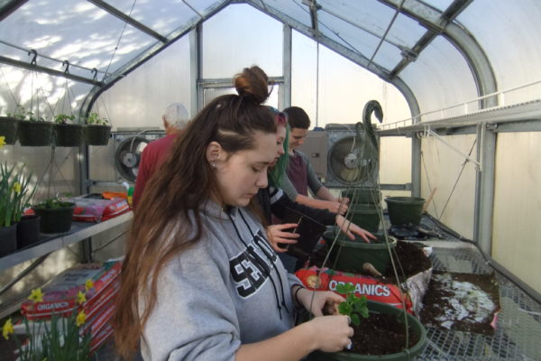 Coquille students plant geranium baskets to sale.