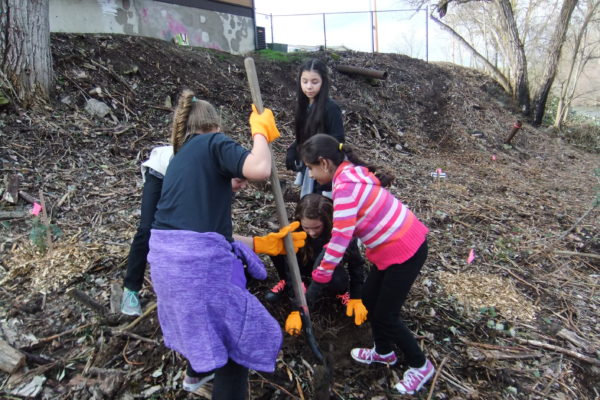 Kids Unlimited students help by planting riparian native species.